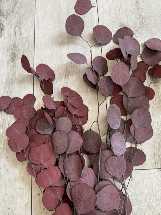 Dry Apple Eucalyptus Red